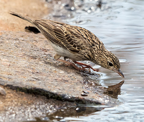 Bushveld Pipit
